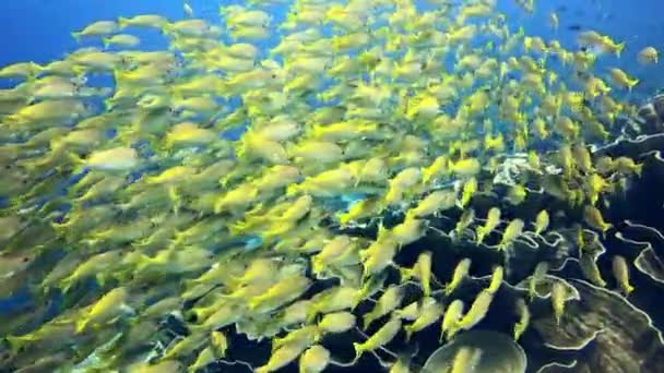 Vidéo Banc Poissons Nageant Dessus Récif Corallien Massif Intérieur Océan — Video