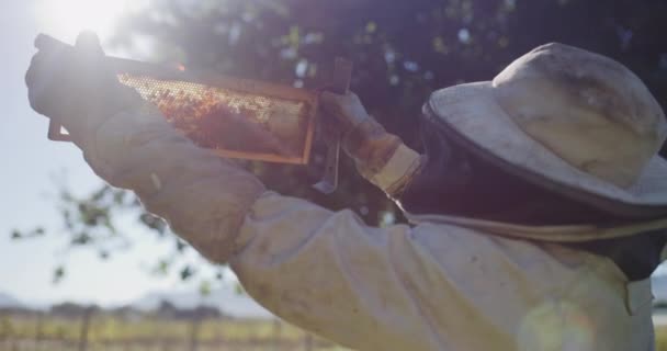 Video Footage Unrecognizable Male Beekeeper Working His Bee Farm — Vídeos de Stock