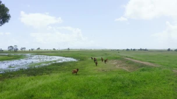 Video Drone Footage Couple Cows Grazing Next River Green Countryside — 图库视频影像