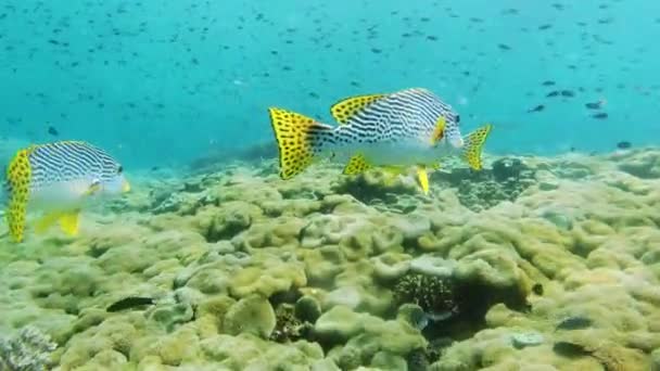 Video Footage School Diagonal Banded Sweetlips Fish Swimming Underwater Amongst — 비디오