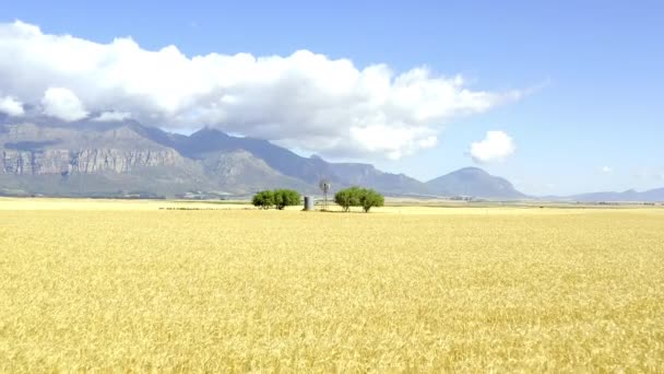 Drone Footage Windmill Trees Herd Sheep Amongst Dried Corn Fields — Αρχείο Βίντεο