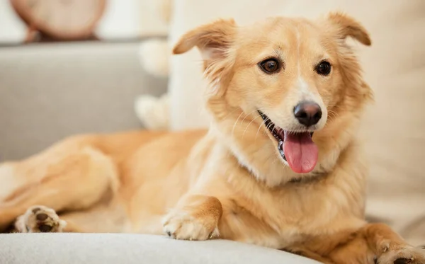 Just Five More Minutes Mom Adorable Fluffy Dog Relaxing Couch — Foto de Stock