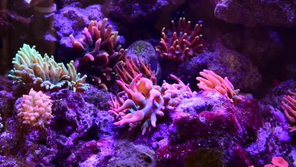 Timelapse Many Various Different Bright Coloured Species Breeds Fish Marine — Stock video