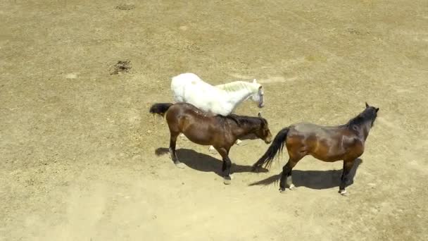 Drone Footage Three Beautiful Horses Farm — 图库视频影像