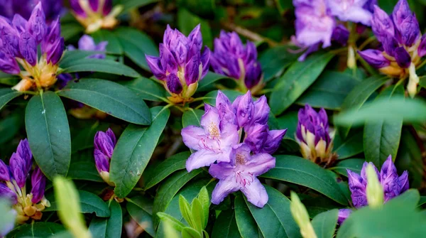 Rhododendron Garden Flowers May —  Fotos de Stock