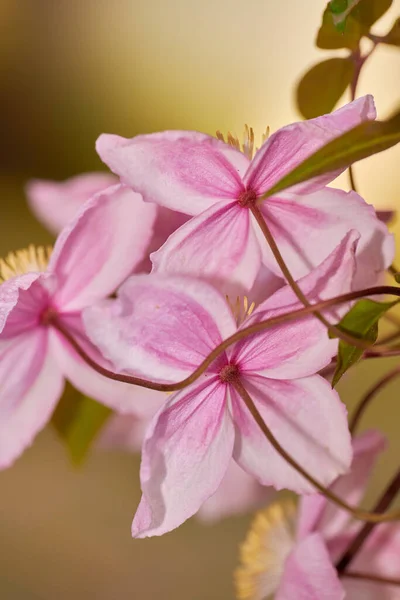 Kauniita Kukkia Puutarhastani Sarja Kauniita Puutarha Kuvia — kuvapankkivalokuva