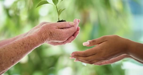 Old Hands Putting New Life Young Hands Caring Support Growth — Wideo stockowe