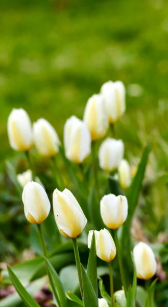 Bahçemde Beyaz Laleler Baharın Ilk Zamanlarında Bahçemde Güzel Beyaz Laleler — Stok fotoğraf