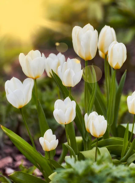 White Tulips Garden Beautiful White Tulips Garden Early Springtime — Stok fotoğraf