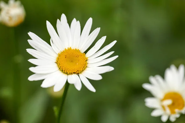 Mooie Bloemen Uit Mijn Tuin Een Serie Prachtige Tuinfoto — Stockfoto