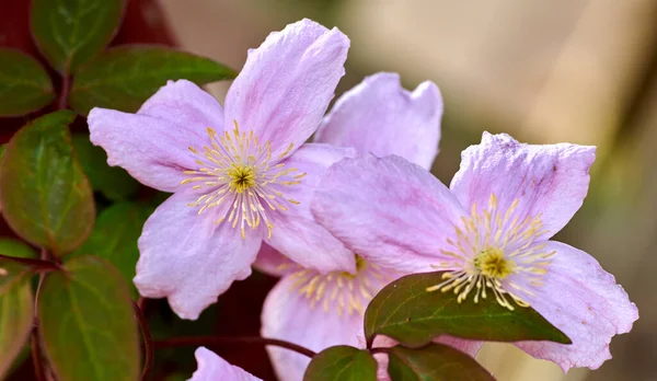 Mooie Bloemen Uit Mijn Tuin Een Serie Prachtige Tuinfoto — Stockfoto