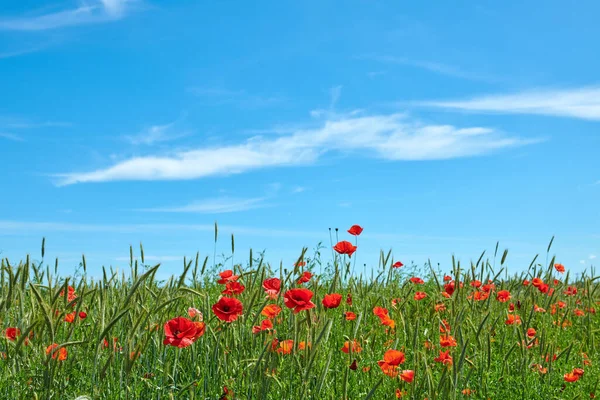 Wheat Fields Poppies Early Summer Photo Poppies Countryside Early Summer — Foto de Stock