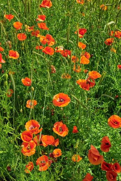 Wheat Fields Poppies Early Summer Photo Poppies Countryside Early Summer — Foto de Stock