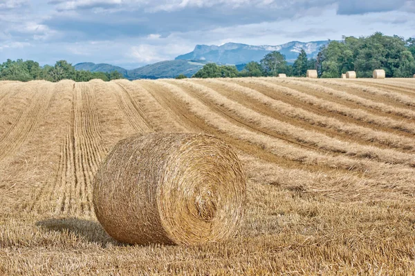 Bales Straw Rolled Field Blue Sky Autumnal Harvest Scenery Countryside — Foto Stock