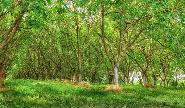 Countryside Farmland Forest Close Lyon France Series Photos Countryside Farmland — Photo