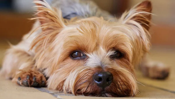 May Cute Ive Got Eye You Yorkshire Terrier Lying Indoors — Foto de Stock