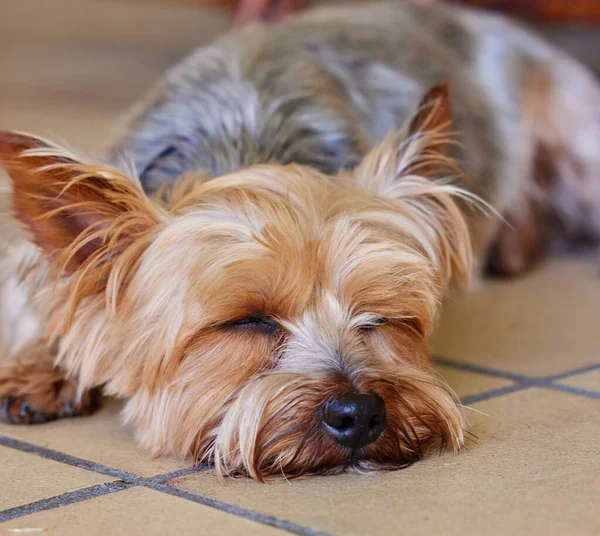 Ssh Human Sleeping Yorkshire Terrier Sleeping Indoors Day —  Fotos de Stock