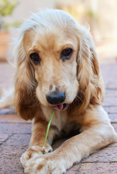 Paw Perazzi Caught Doing Thing Again Portrait Shot Adorable Cocker — Photo