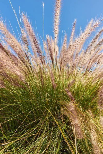 Green grass, spring flowers and a blue sky background growing in nature, a garden and backyard. Closeup of a fluffy Crimson Fountain plant or Pennisetum Setaceum. Summer flora with furry leaves.