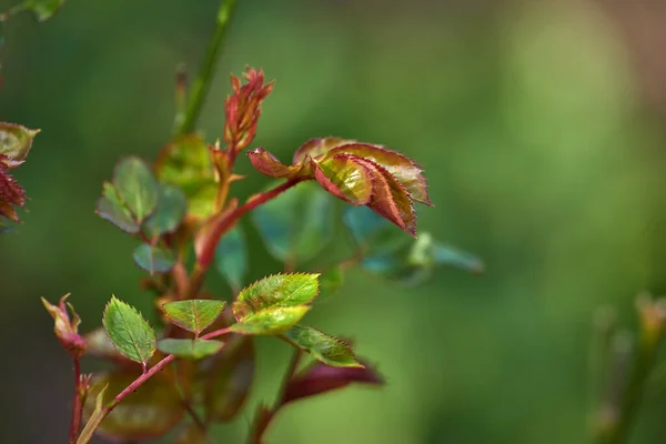 Schöne Blumen Aus Meinem Garten Eine Reihe Schöner Gartenfotos — Stockfoto