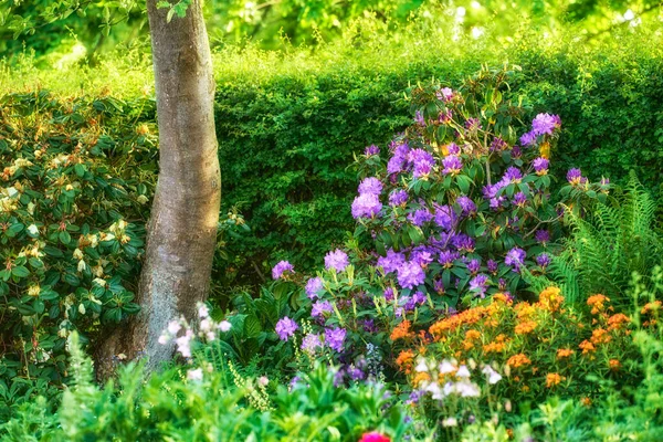 Rododendron Květnové Zahradní Květiny — Stock fotografie