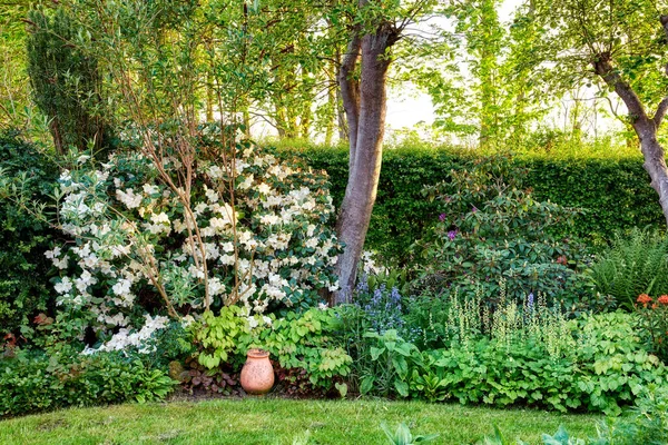 Rhododendron Garden Flowers May — Stok fotoğraf