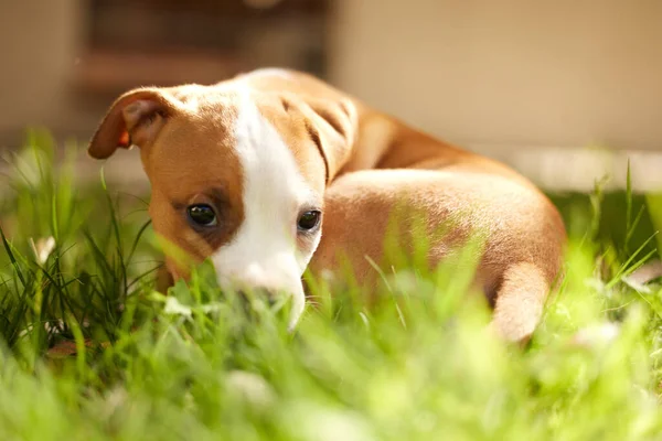 Maybe Can Have Another Treat Young Pitbull Puppy Shyly Hiding — 스톡 사진