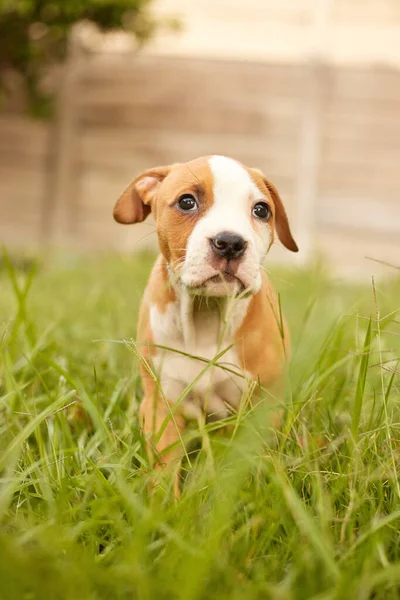 Wish Had More Treats Today Pitbull Puppy Waiting Patiently Park — Stockfoto