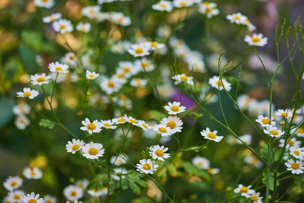 私の庭から美しい花 美しい庭の写真のシリーズ — ストック写真