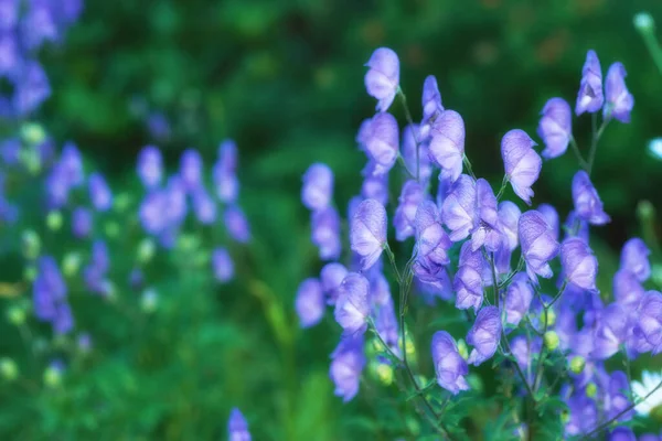 Schöne Blumen Aus Meinem Garten Eine Reihe Schöner Gartenfotos — Stockfoto