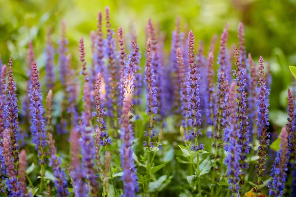 Krásné Květiny Zahrady Série Krásných Zahradních Fotografií — Stock fotografie