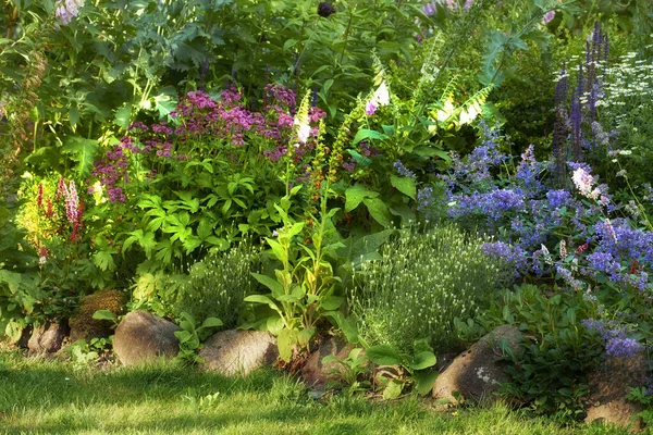 Bellissimi Fiori Del Mio Giardino Una Serie Belle Foto Del — Foto Stock