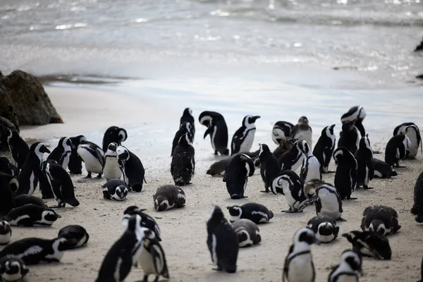 Must Penguin Wedding All Those Tuxedoes Penguins Boulders Beach Cape — Stockfoto