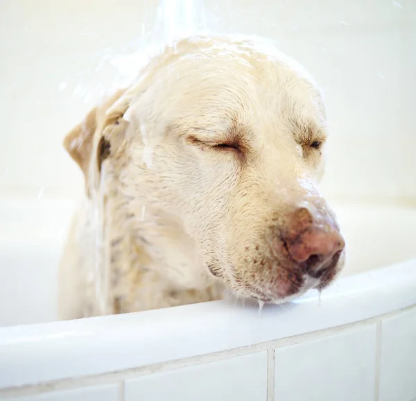 Do I have soap in my eyes. an adorable dog having a bath at home