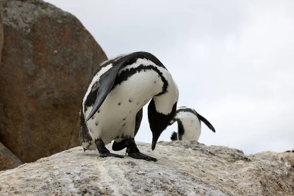 Everyones Getting Yoga Craze Penguins Perched Rock Boulders Beach Cape — 스톡 사진