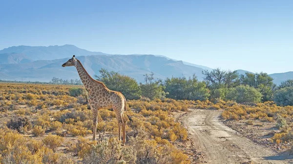 Beautiful giraffe. A photo of a beautiful giraffe on the savanna late afternoon in South Africa