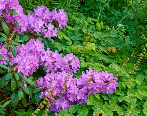 Purple Rhododendron Flowers Series Purple Rhododendron Garden — Photo