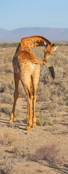 Beautiful Giraffe Photo Beautiful Giraffe Savanna Late Afternoon South Africa — Foto Stock