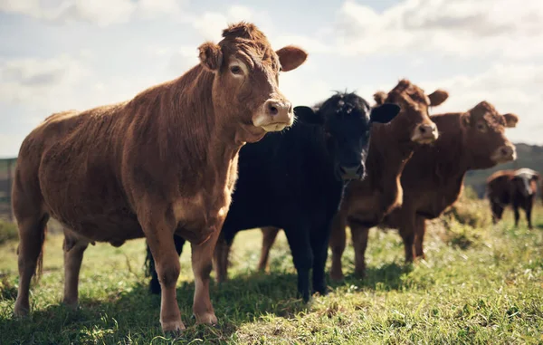 Its Wonder Call Legen Dairy Herd Cows Farm — Stock Fotó