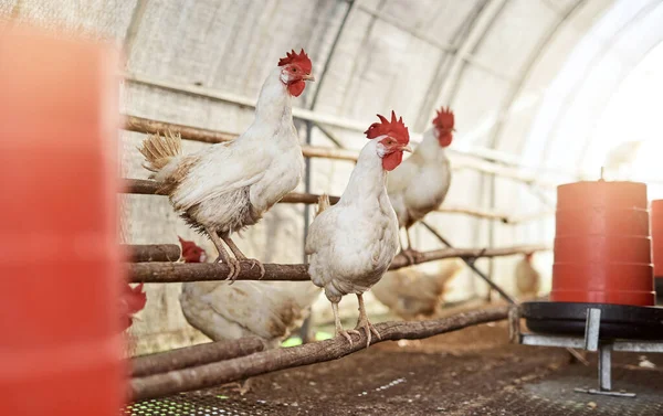 Mother Natures Very First Alarm Clock Chickens Hen House Farm — Fotografia de Stock