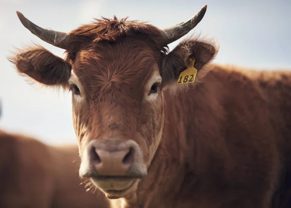 Horns Grew Them Myself Brown Cow Farm — Zdjęcie stockowe