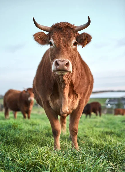 Μπράουν Μου Βγάζει Μάτια Δεν Νομίζεις Ένα Κοπάδι Αγελάδες Μια — Φωτογραφία Αρχείου