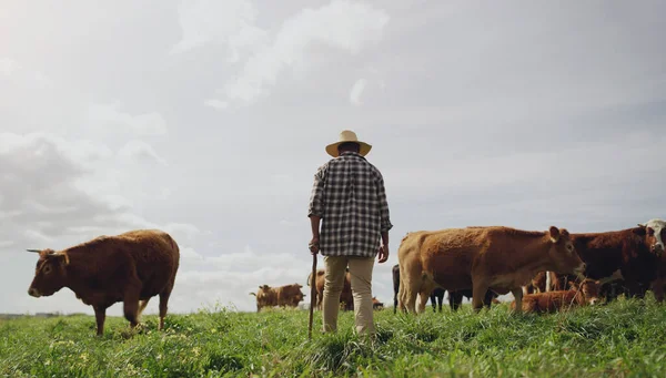 Understand Animal Live Rearview Shot Man Working Cow Farm — 스톡 사진