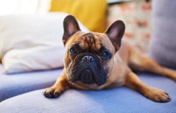 Would You Pet Adorable Dog Resting Couch Home —  Fotos de Stock