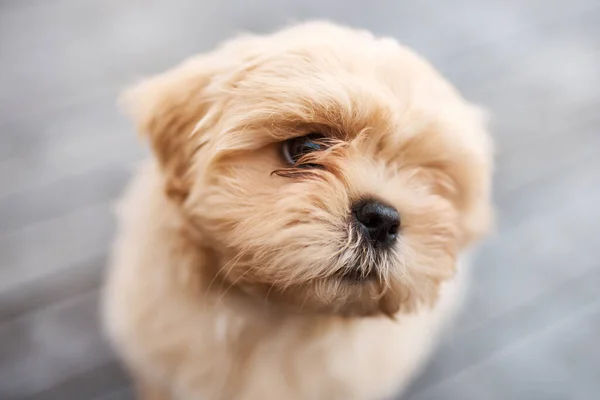 You Cant Buy Happiness You Can Rescue Adorable Dog Sitting — 스톡 사진