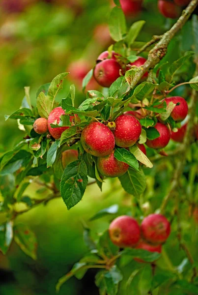 Red Apples Garden Photo Tasty Beautiful Apples Garden — Stockfoto
