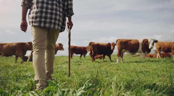 Follow Grass Green Rearview Shot Man Working Cow Farm — Stock Fotó