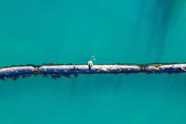 Ocean Heart Planet High Angle Shot Group Seals Sitting Pipeline — Stockfoto