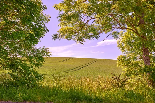 Зеленые Поля Голубое Небо Обрамлении Деревьев Зеленые Поля Голубое Небо — стоковое фото