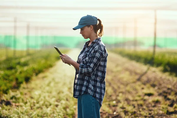 Farmer Tablet Checking Growth Monitoring Farming Progress Managing Farm Export — Foto de Stock
